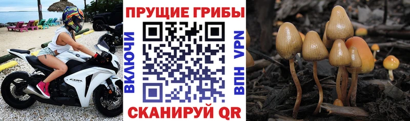 Псилоцибиновые грибы MAGIC MUSHROOMS  KRAKEN как войти  Солигалич  как найти закладки 
